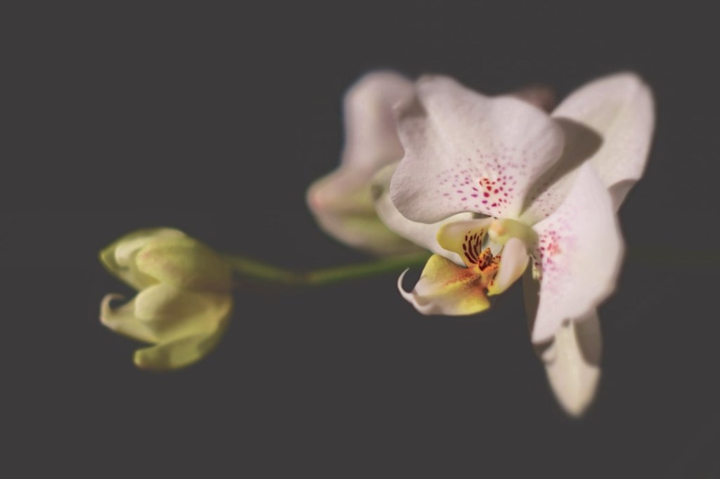 orquidea-em-apartamento-casa.com-1-unsplash-zoltan-tasi orquidea-em-apartamento-casa.com-1-unsplash-zoltan-tasi