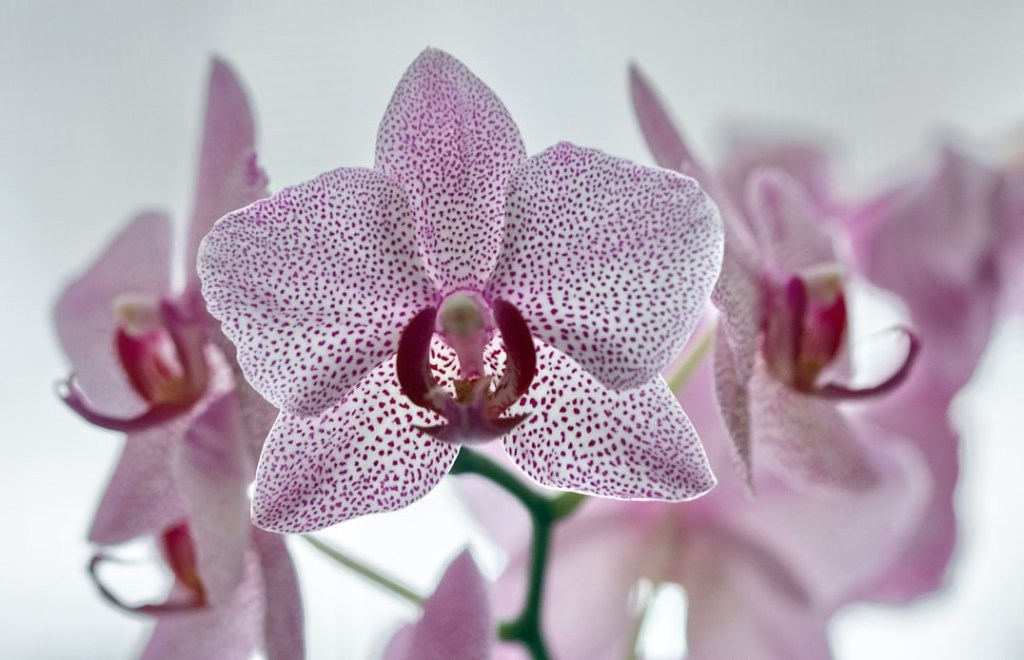 orquidea-em-apartamento-casa.com-10-unplash-sergey-semin orquidea-em-apartamento-casa.com-10-unplash-sergey-semin
