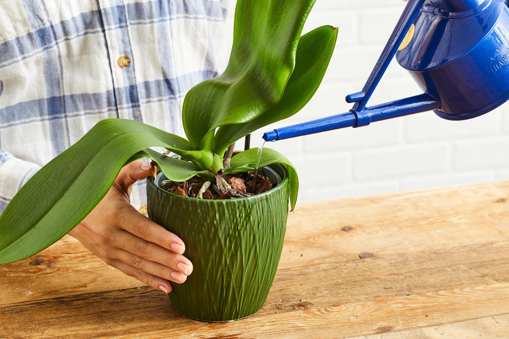 orquidea-em-apartamento-casa.com-11-better-homes-and-gardens orquidea-em-apartamento-casa.com-11-better-homes-and-gardens