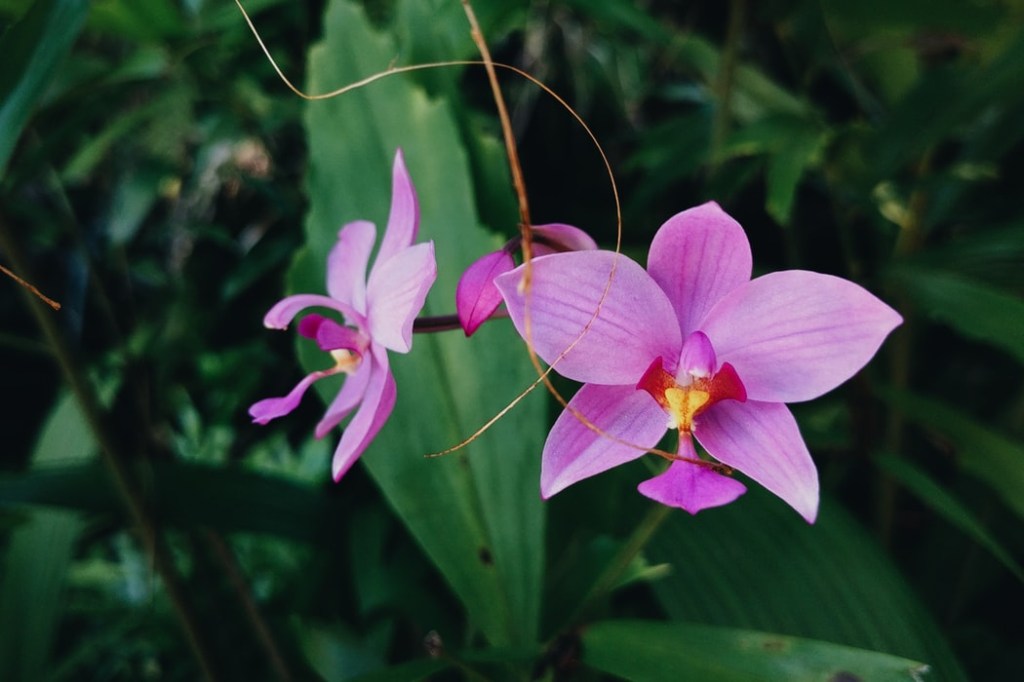 orquidea-em-apartamento-casa.com-2-unsplash-olena-shmahalo orquidea-em-apartamento-casa.com-2-unsplash-olena-shmahalo