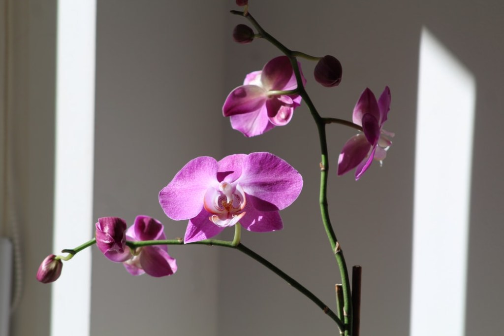 orquidea-em-apartamento-casa.com-3-unsplash-carmel-arquelau Como cuidar de orquídea em apartamento