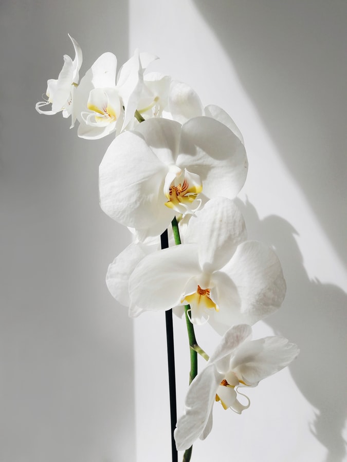orquidea-em-apartamento-casa.com-4-unsplash-alexandra-nosova orquidea-em-apartamento-casa.com-4-unsplash-alexandra-nosova