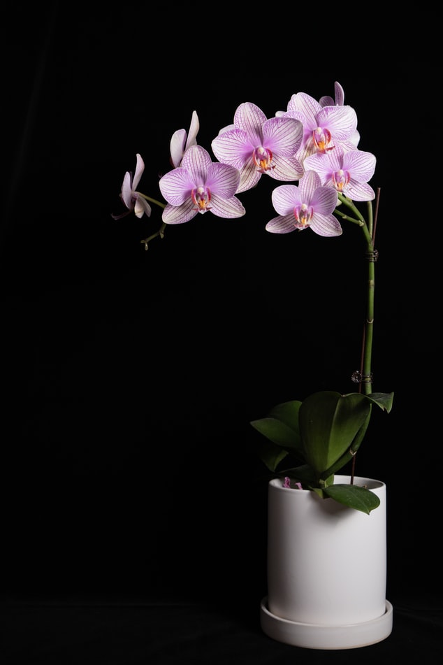 orquidea-em-apartamento-casa.com-6-unsplash-white.rainforest orquidea-em-apartamento-casa.com-6-unsplash-white.rainforest