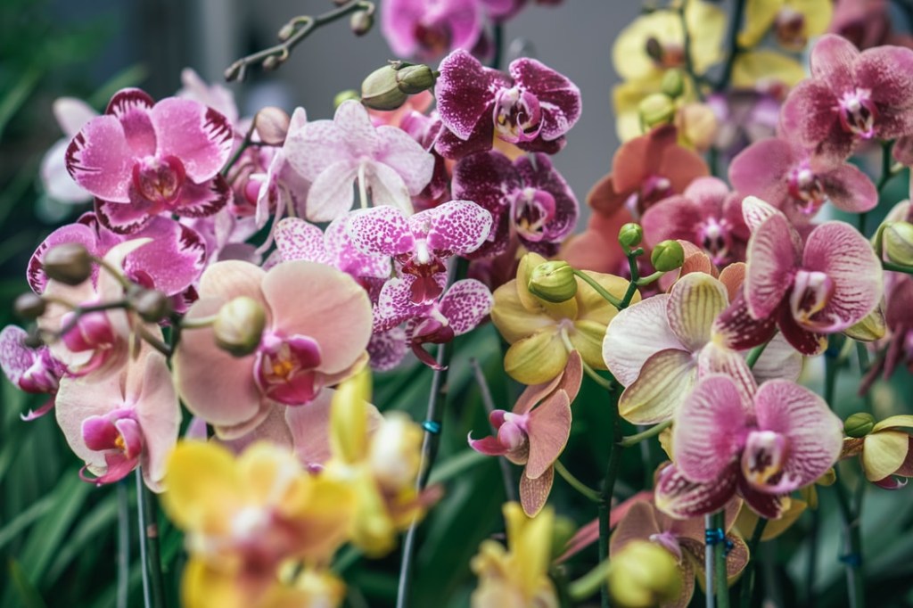 Orquídea em apartamento