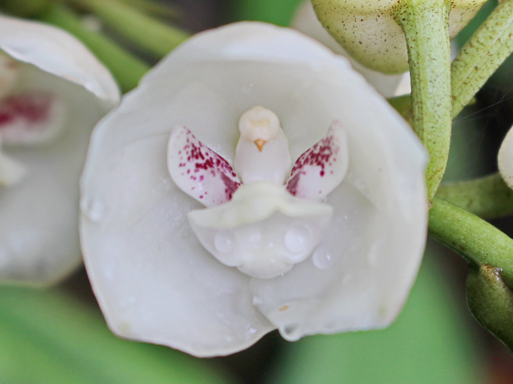 orquidea-pombinha-casa.com-1-flickr-jorge-j-restrepo-a.