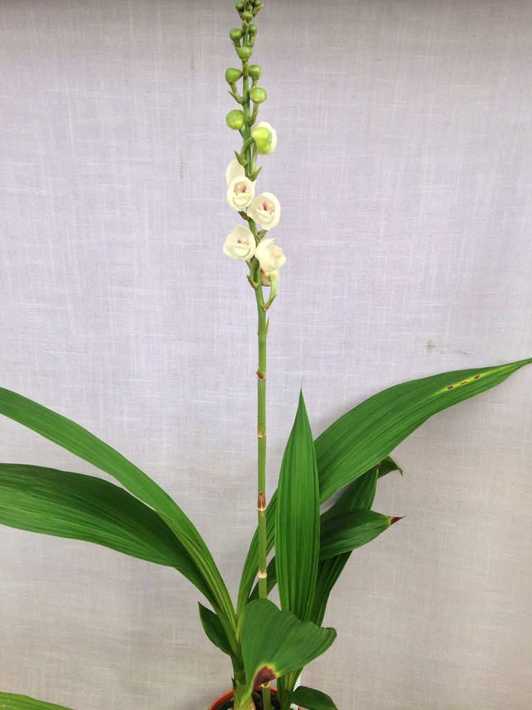 orquidea-pombinha-casa.com-4-pinterest-picssr