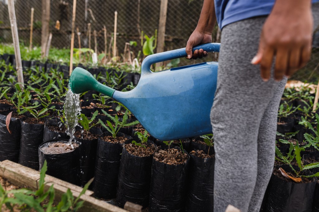 6-qual-e-a-melhor-hora-para-regar-as-suas-plantas 6-qual-e-a-melhor-hora-para-regar-as-suas-plantas