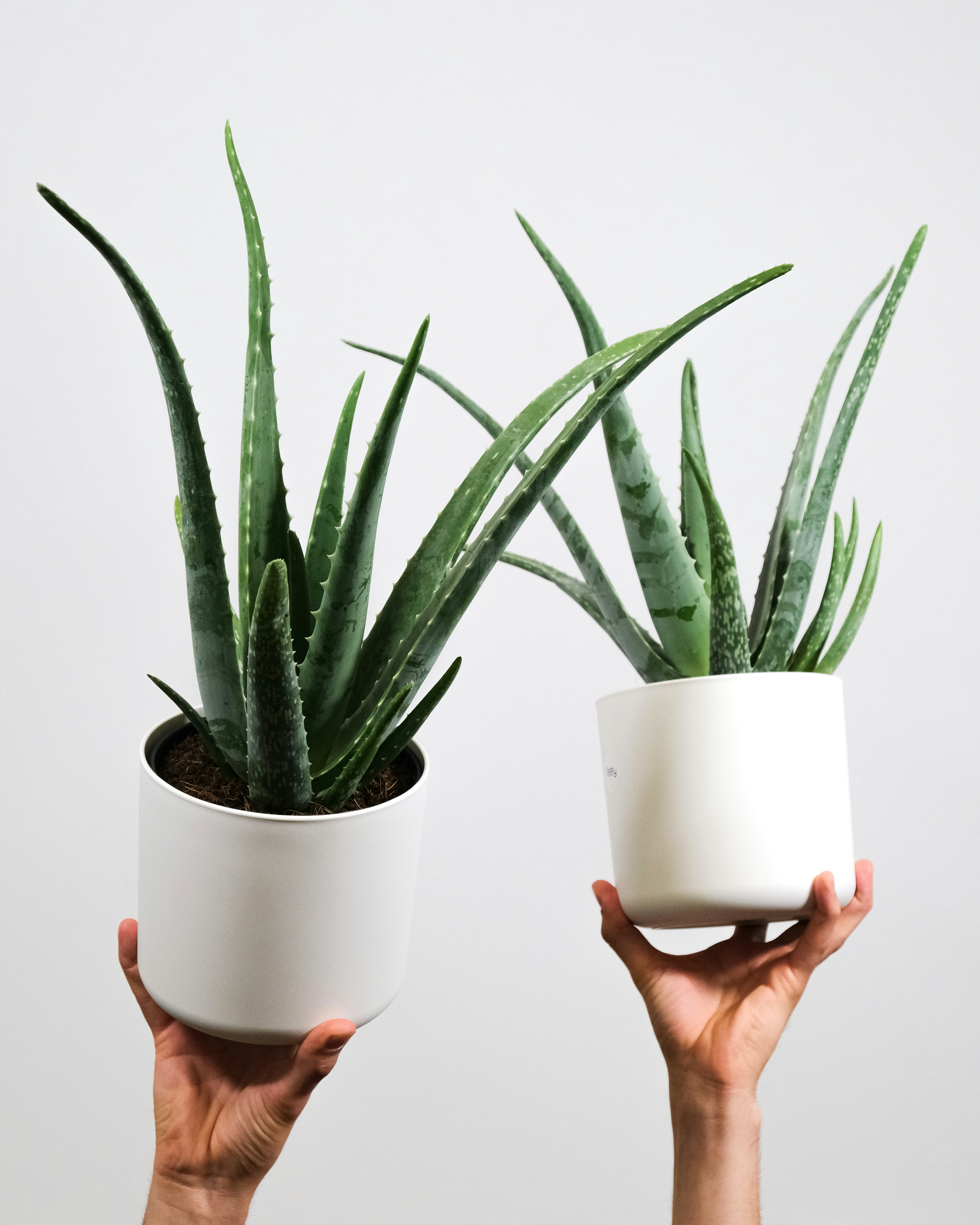 Como cultivar babosa