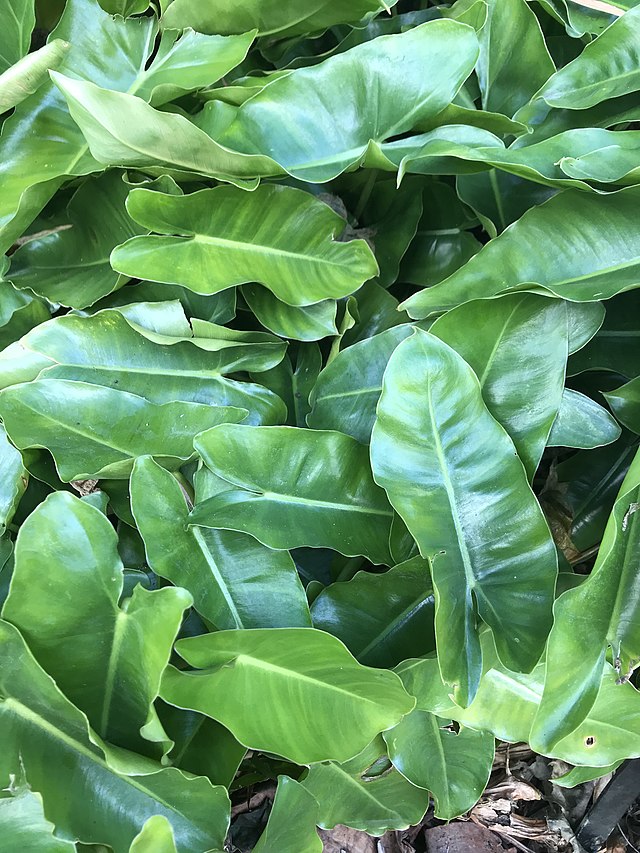 Jiboia x Filodendro: qual a diferença? Na foto, Philodendron burle-marxii