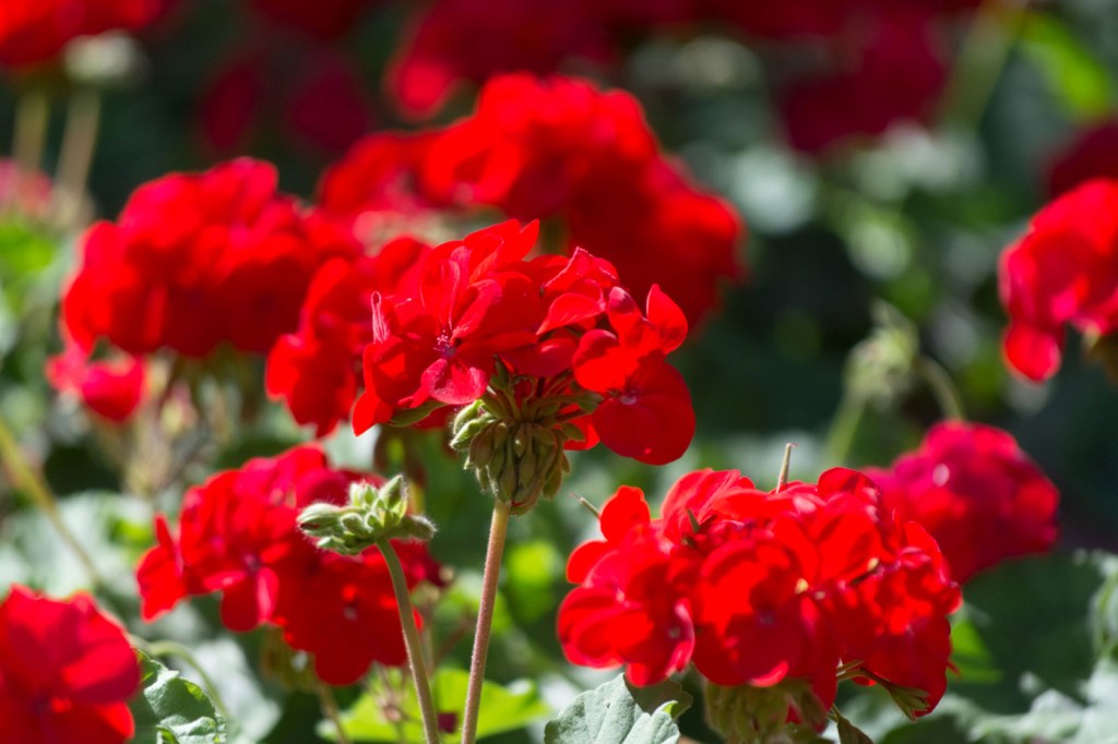 geranio-gardening-know-how Gerânio vermelho