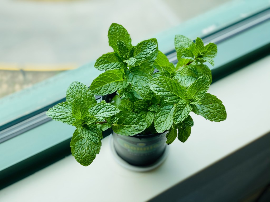 Plantas que funcionam como repelente para mosquitos. Na foto, hortelã