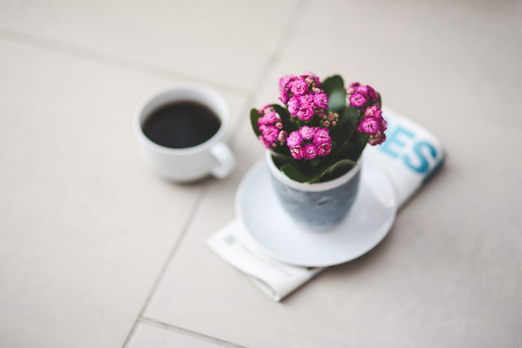 planta; flor Kalanchoe