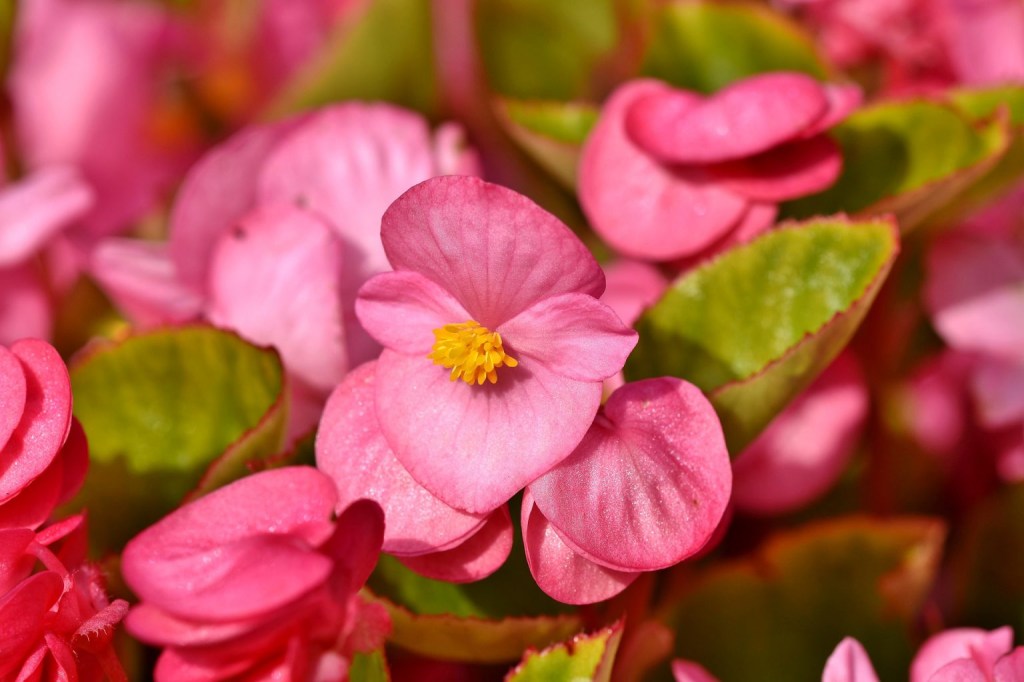 planta; flor; begônia