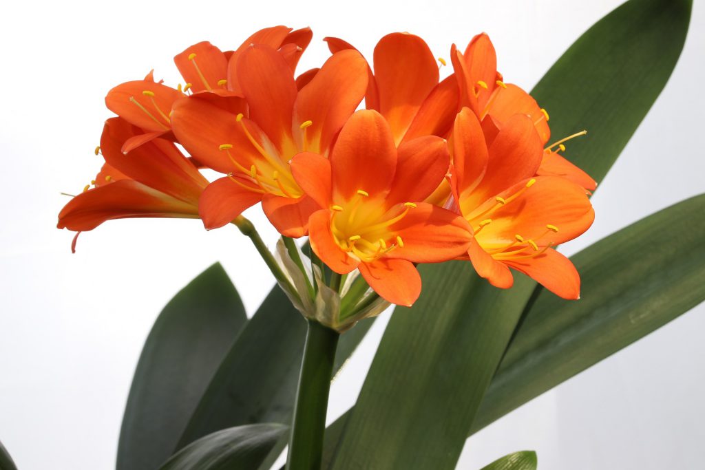 planta; flor Clivia