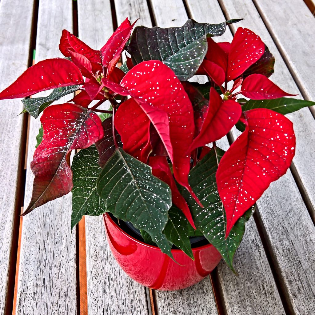 planta; flor; Poinsettia