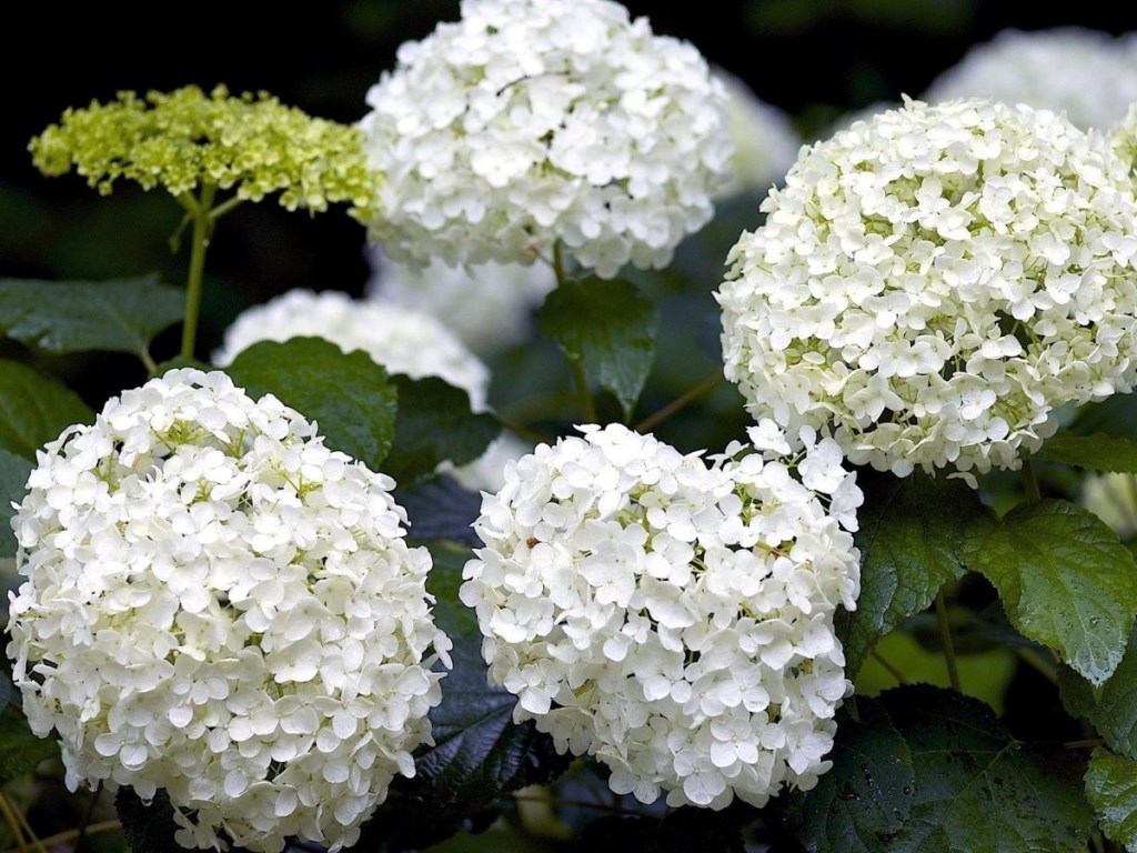 Como-plantar-e-cuidar-de-hortênsias-05 Como-plantar-e-cuidar-de-hortênsias-05