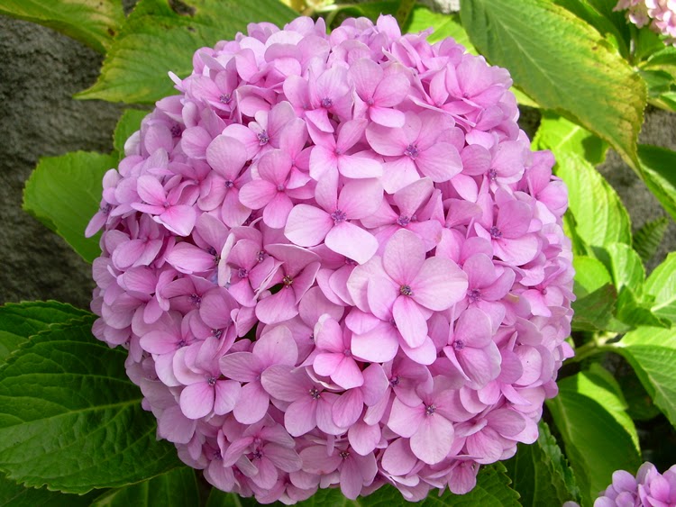 Como-plantar-e-cuidar-de-hortênsias-07 Como-plantar-e-cuidar-de-hortênsias-07