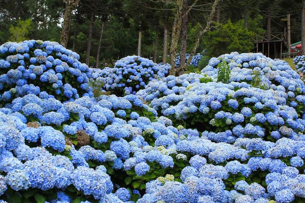 Como-plantar-e-cuidar-de-hortênsias-08