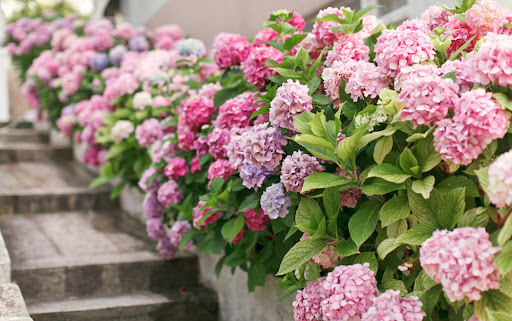 Como-plantar-e-cuidar-de-hortênsias-10 Como-plantar-e-cuidar-de-hortênsias-10