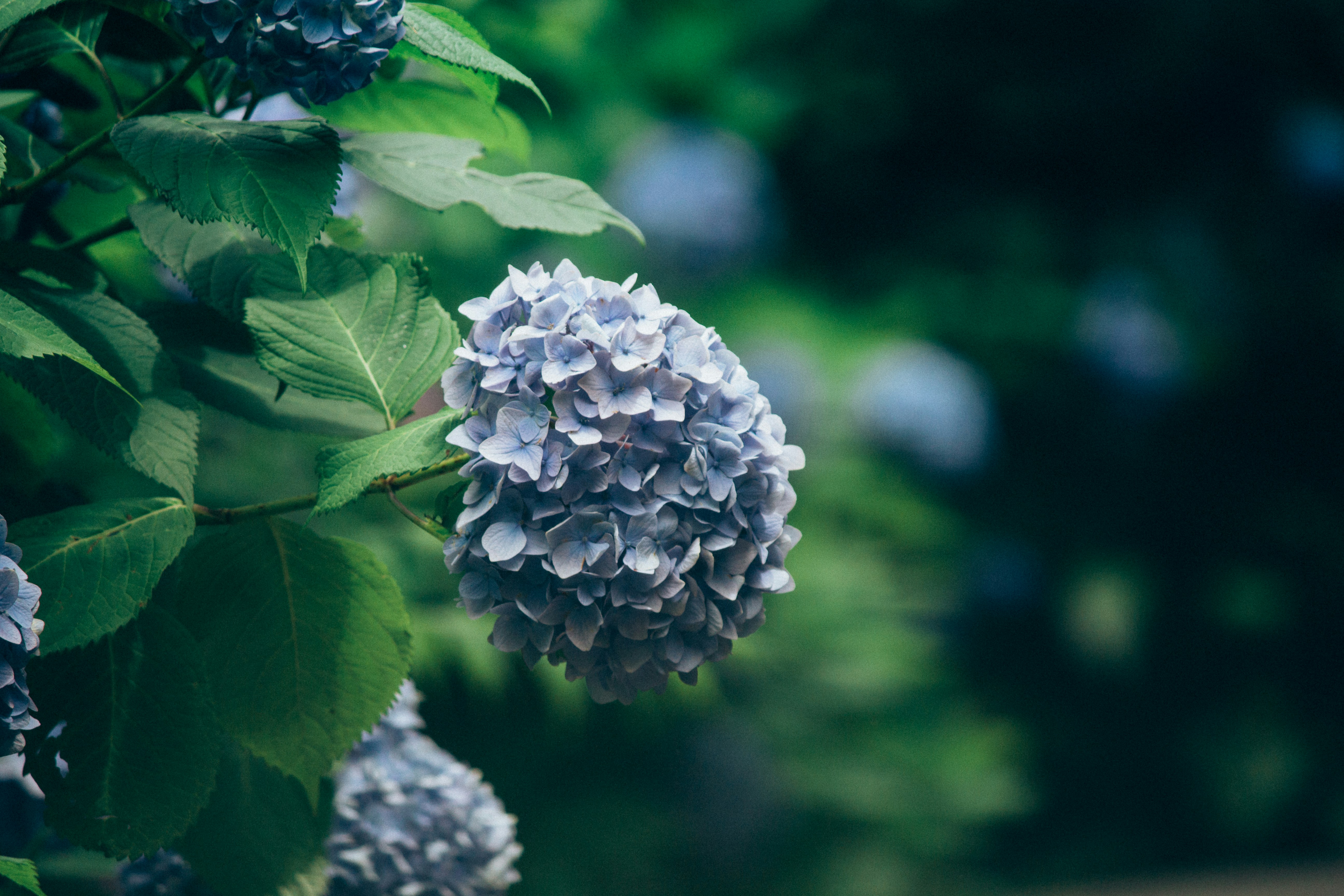 Como plantar e cuidar de hort&ecirc;nsias