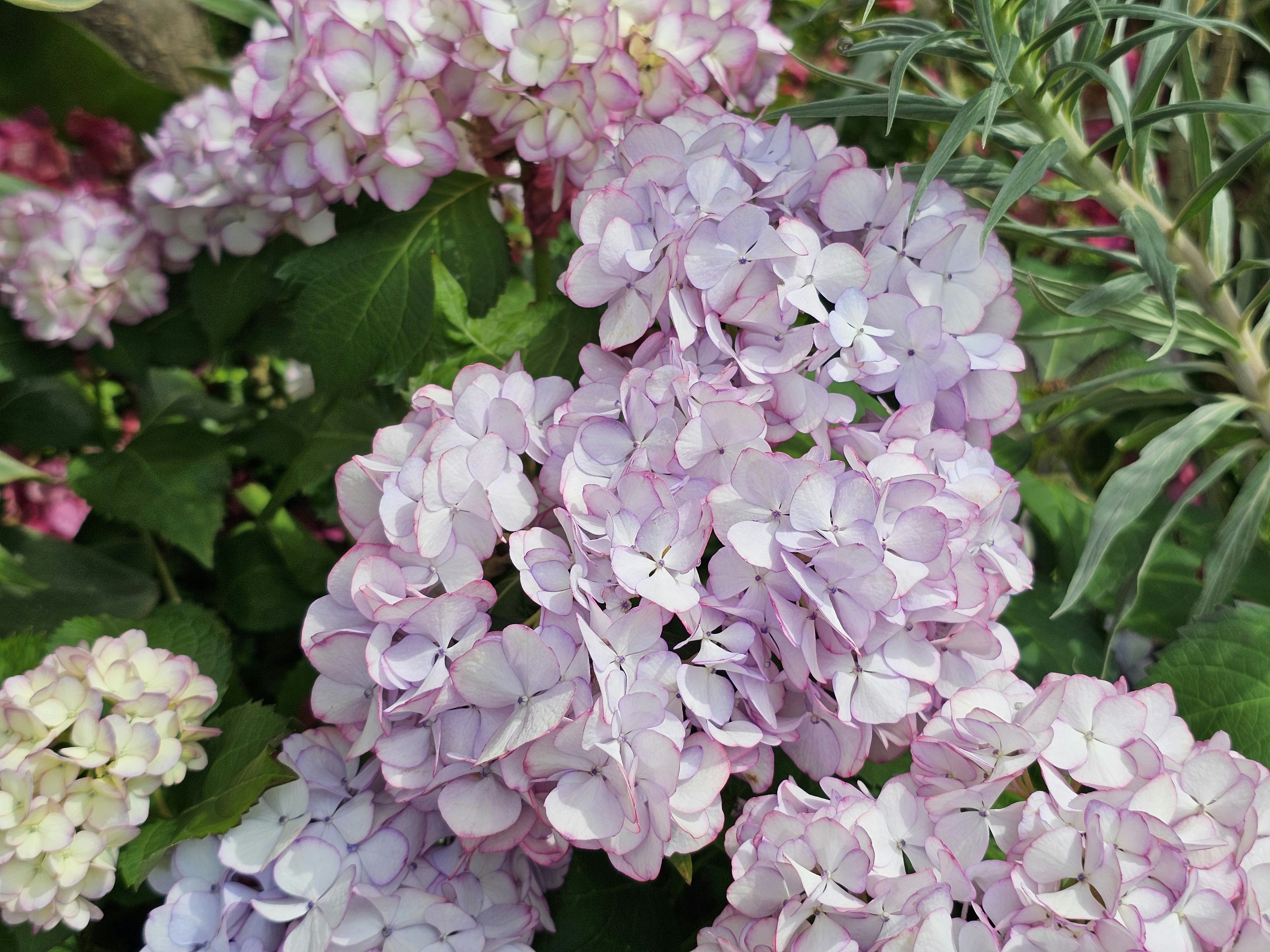 Como plantar e cuidar de hort&ecirc;nsias