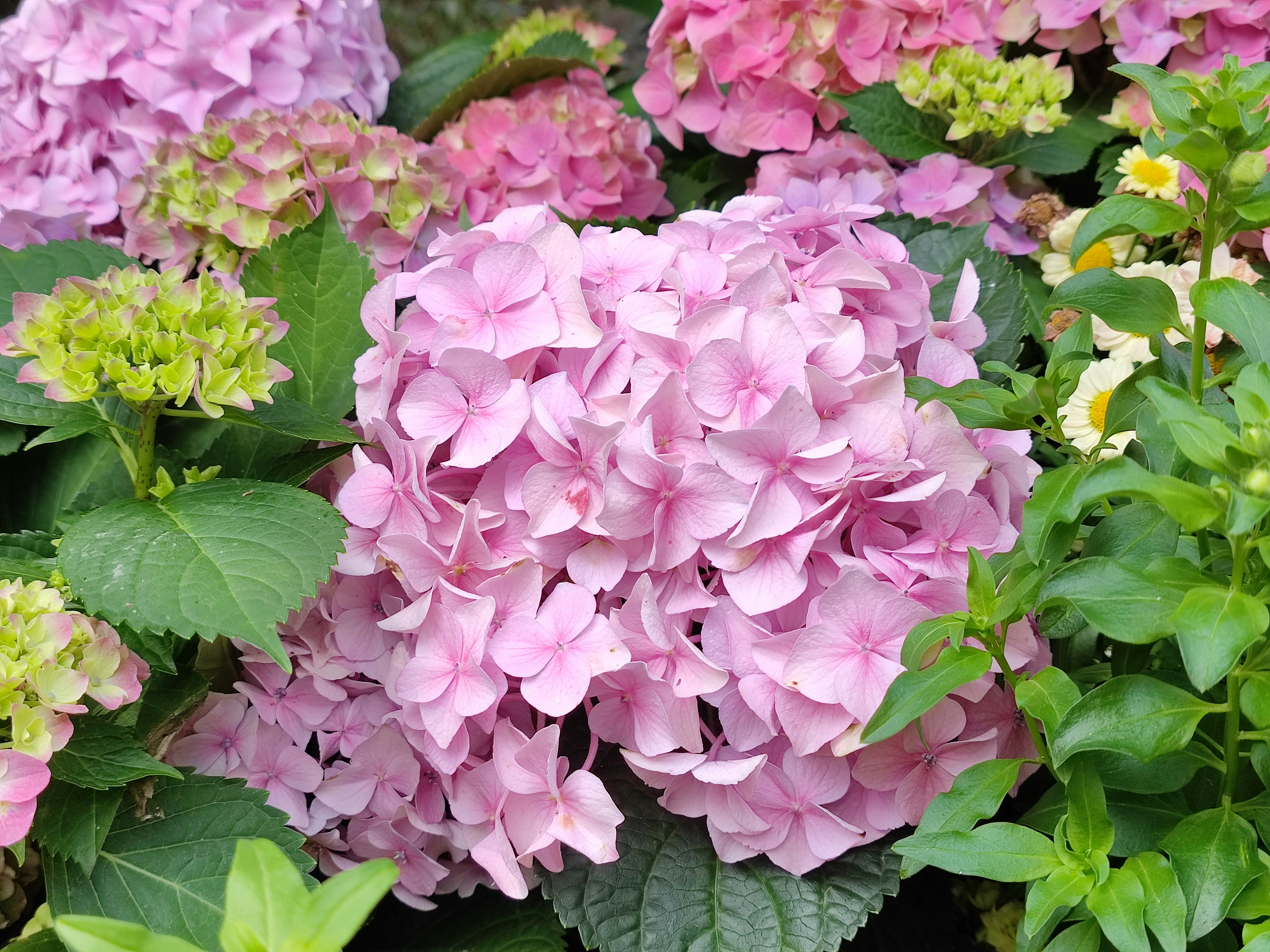 Como plantar e cuidar de hort&ecirc;nsias