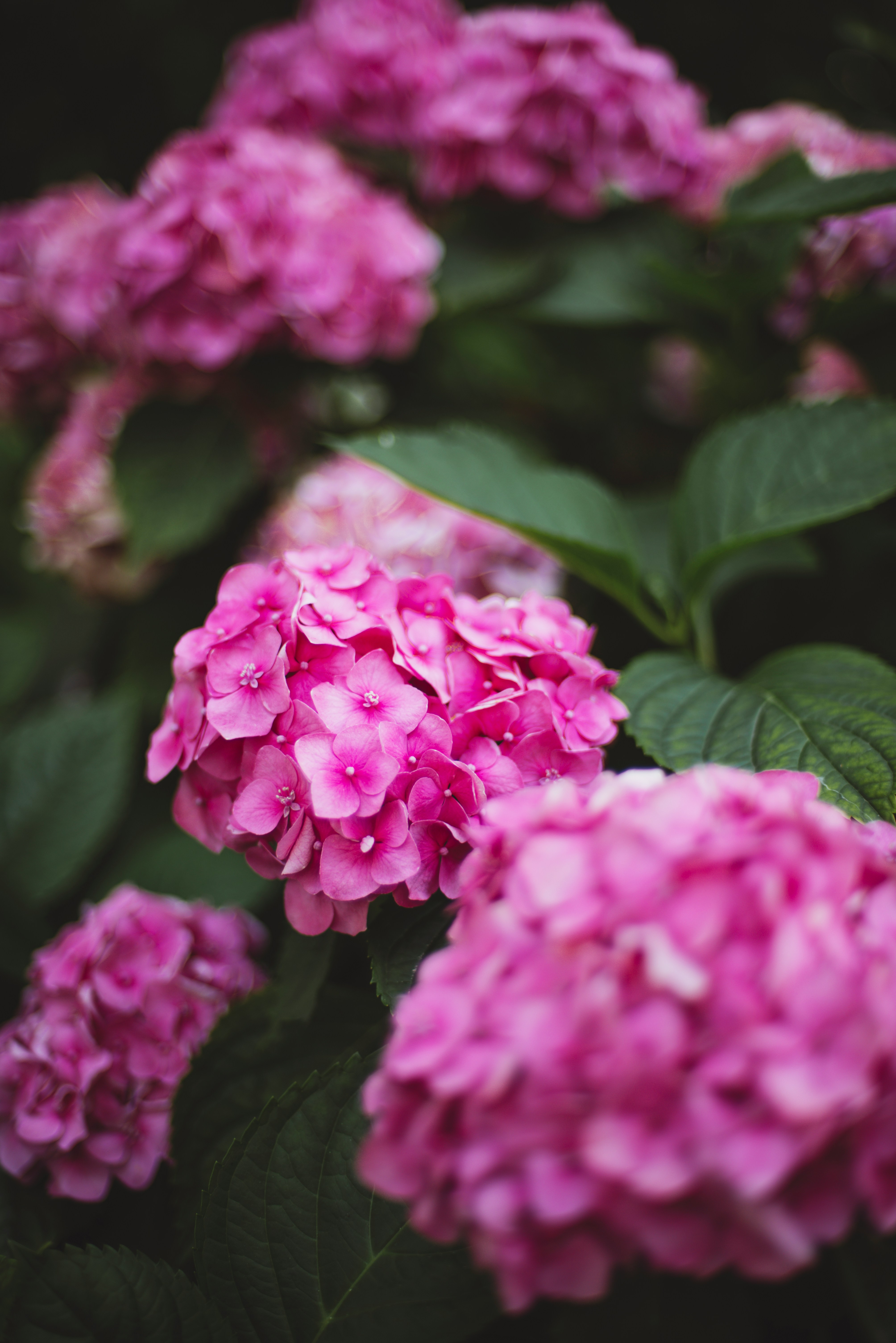 Como plantar e cuidar de hort&ecirc;nsias