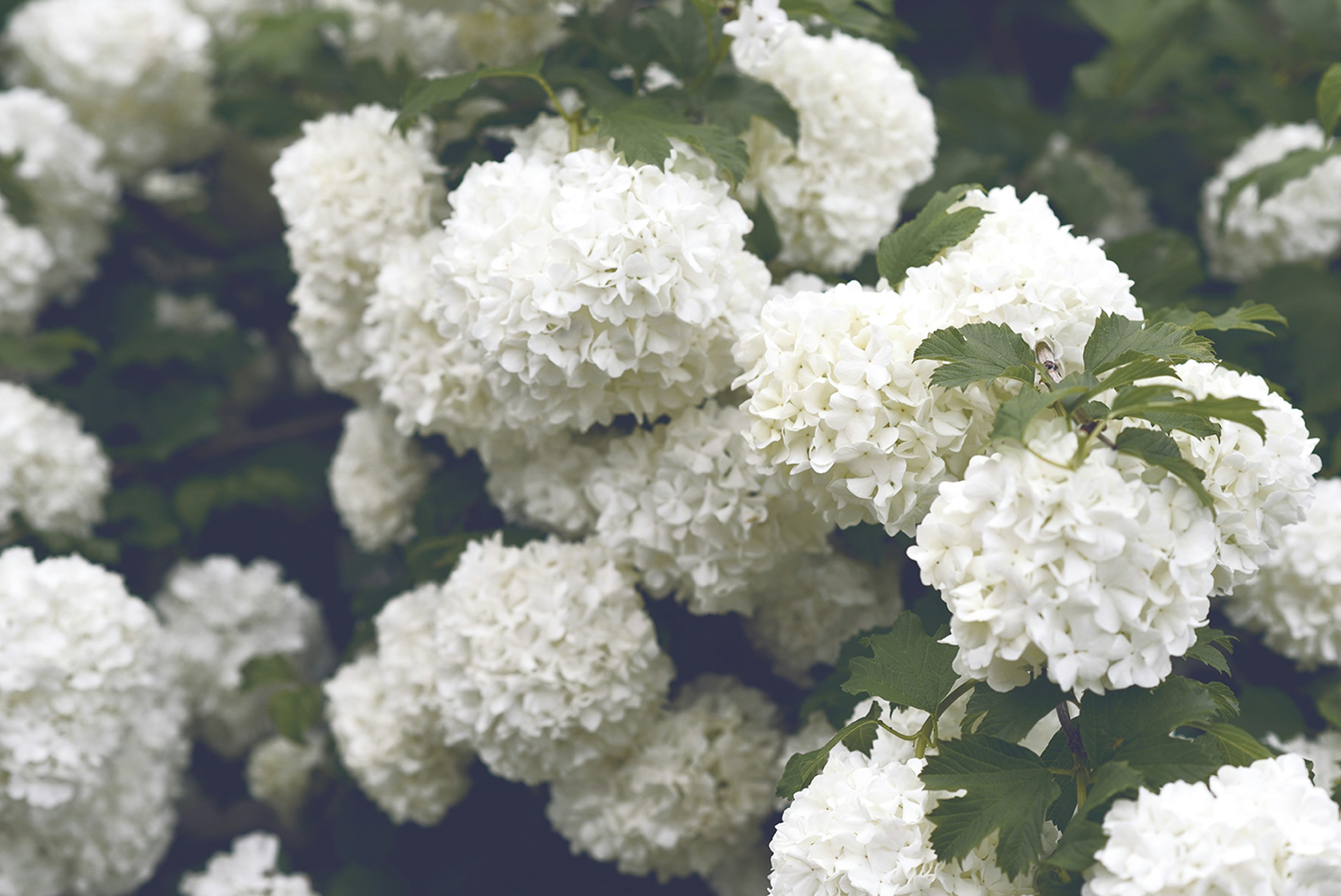 Como plantar e cuidar de hort&ecirc;nsias