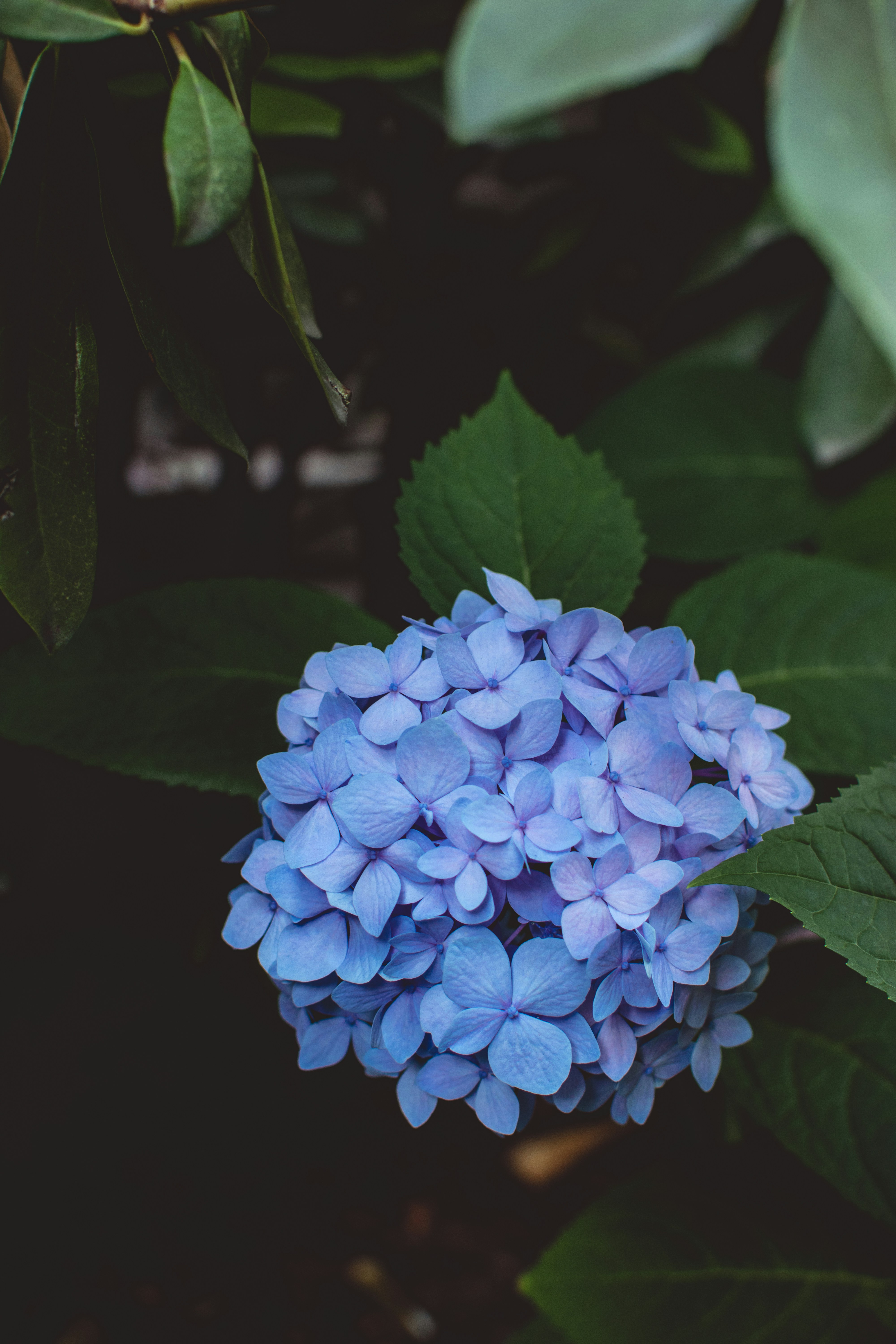 Como plantar e cuidar de hort&ecirc;nsias