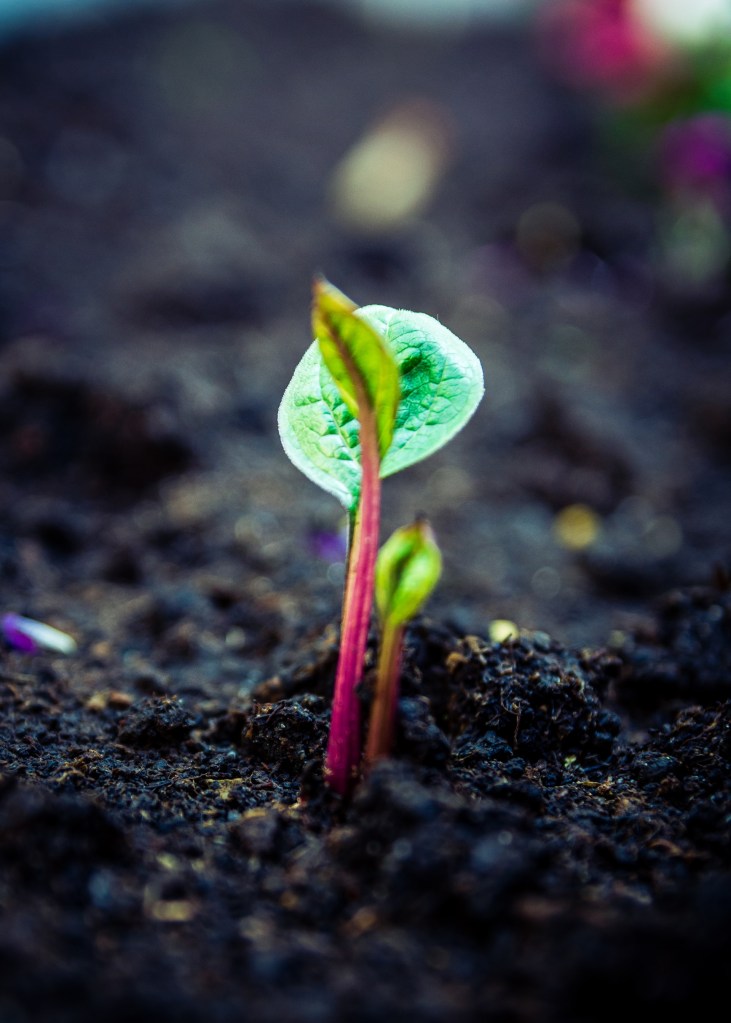 Passo-a-passo-para-preparar-o-solo-das-suas-plantinhas-12 Passo-a-passo-para-preparar-o-solo-das-suas-plantinhas-12