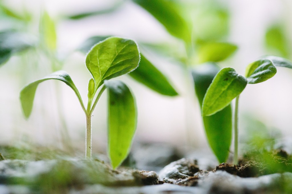 Passo-a-passo-para-preparar-o-solo-das-suas-plantinhas-16