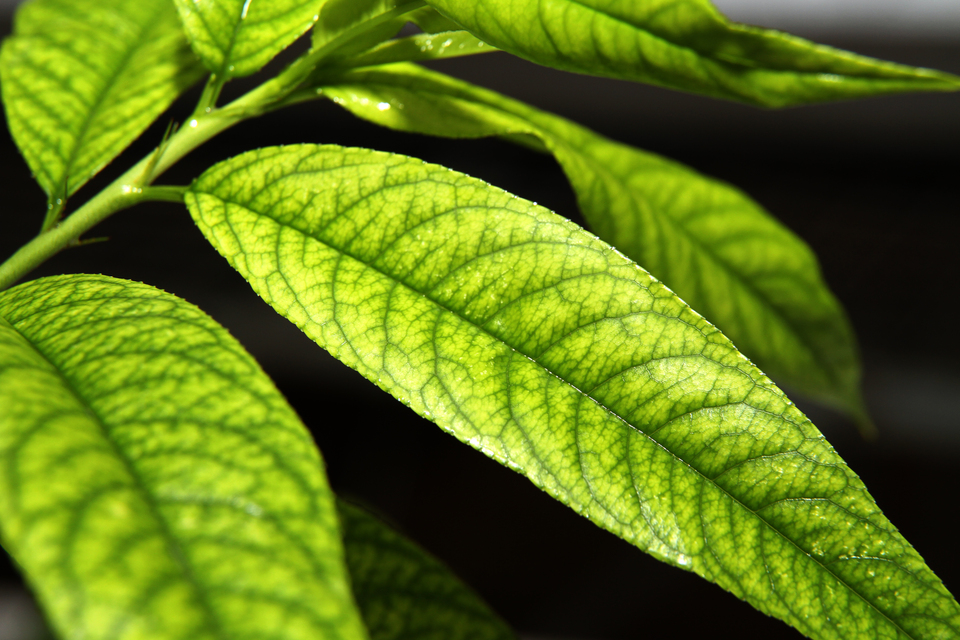 Por-que-as-minhas-plantas-estão-ficando-amareladas-11