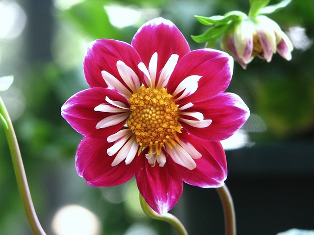 dalia-flores-jardim-dicas-cultivo-birdloverus-pixabay dalia-flores-jardim-dicas-cultivo-birdloverus-pixabay