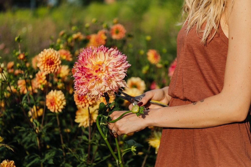dalia-flores-jardim-dicas-cultivo-pexels-karolina-grabowska dalia-flores-jardim-dicas-cultivo-pexels-karolina-grabowska