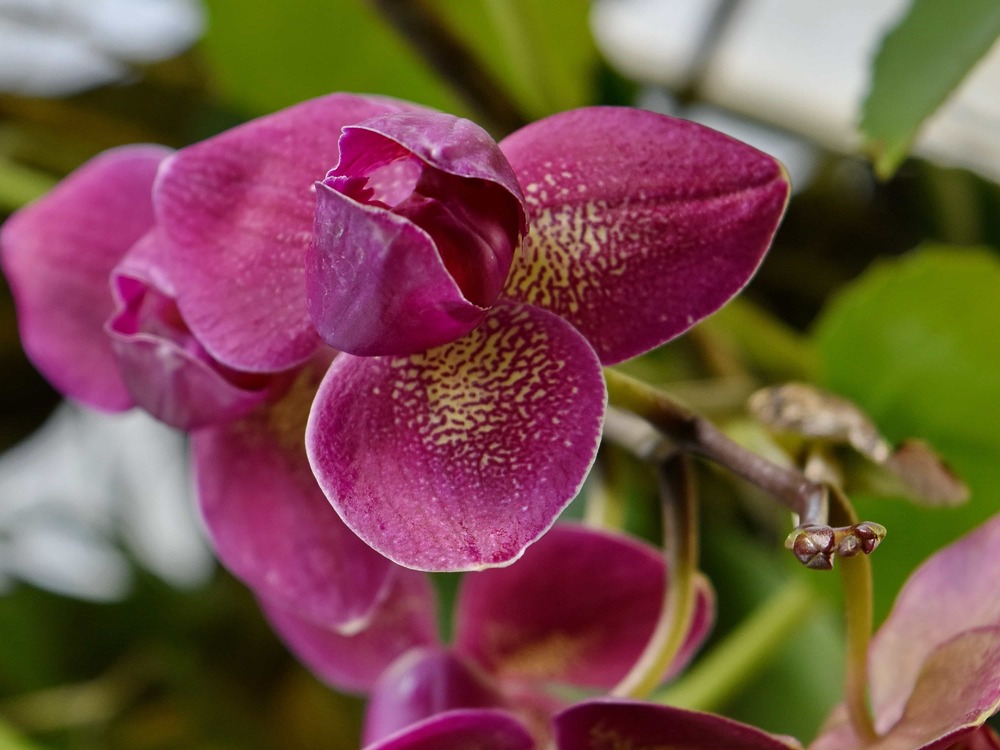 flores-varanda-orquidea-pixnio-bicanski