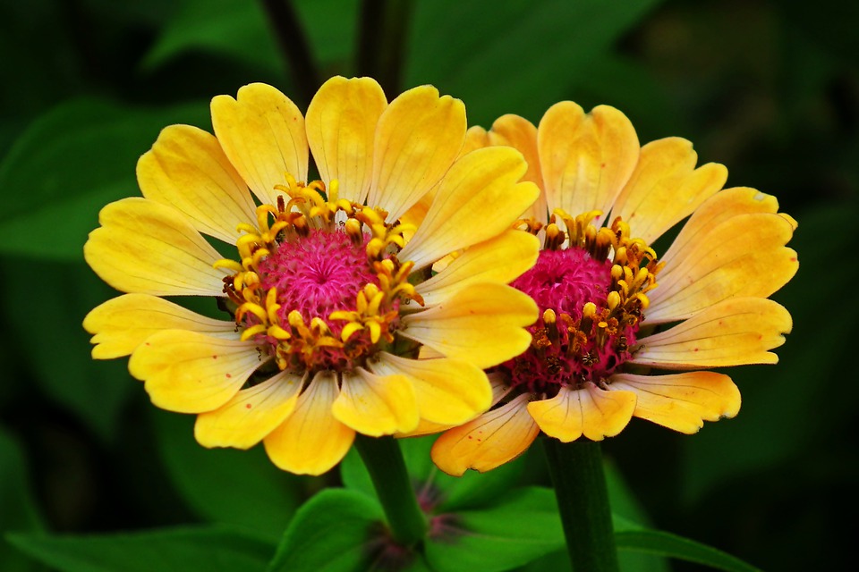 flores-varanda-zinnia-maxpixel