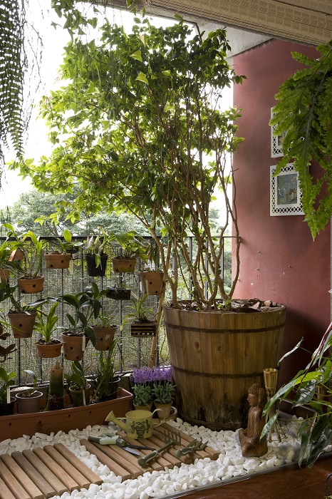 Jabuticabas e orquídeas na varanda