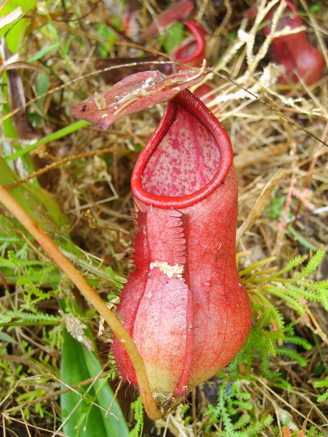 planta-carnivora-wikimedia-commons-nepenthes-francois-mey Planta carnívora. Nepenthes.