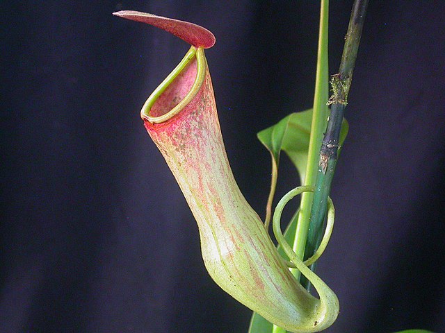 planta-carnivora-wikimedia-commons-nepenthes-jeremiahscps Planta carnívora. Nepenthes.