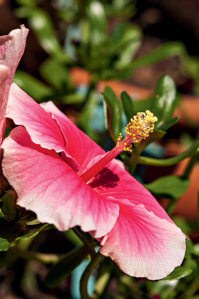 quintal-com-toque-rústico-provençal-hibisco quintal-com-toque-rústico-provençal-hibisco