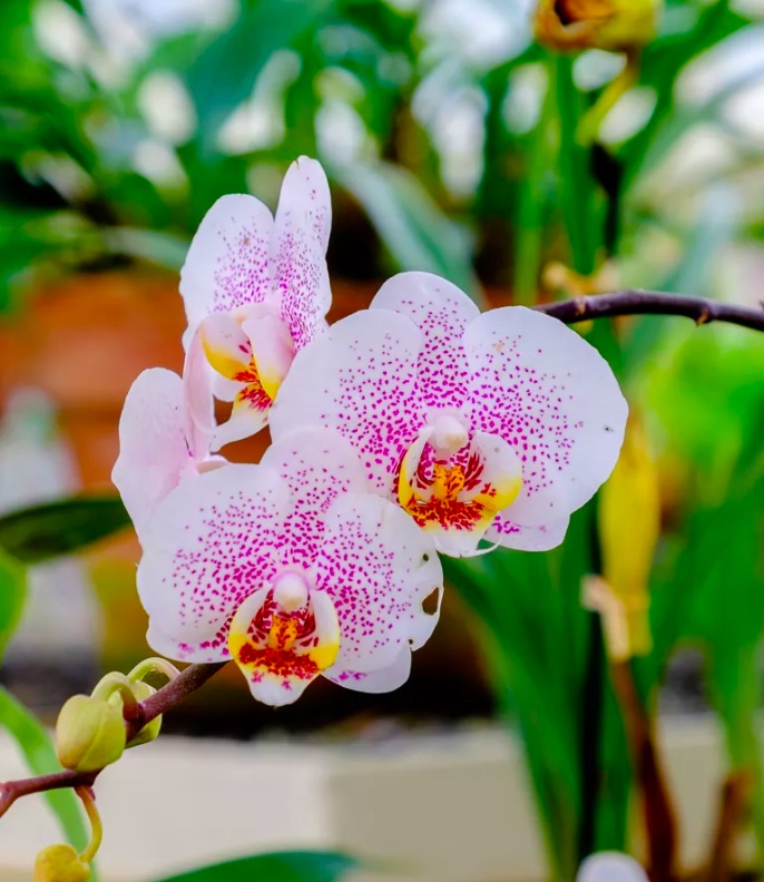 8-plantas-que-se-dão-bem-em-locais-úmidos-como-o-banheiro-03