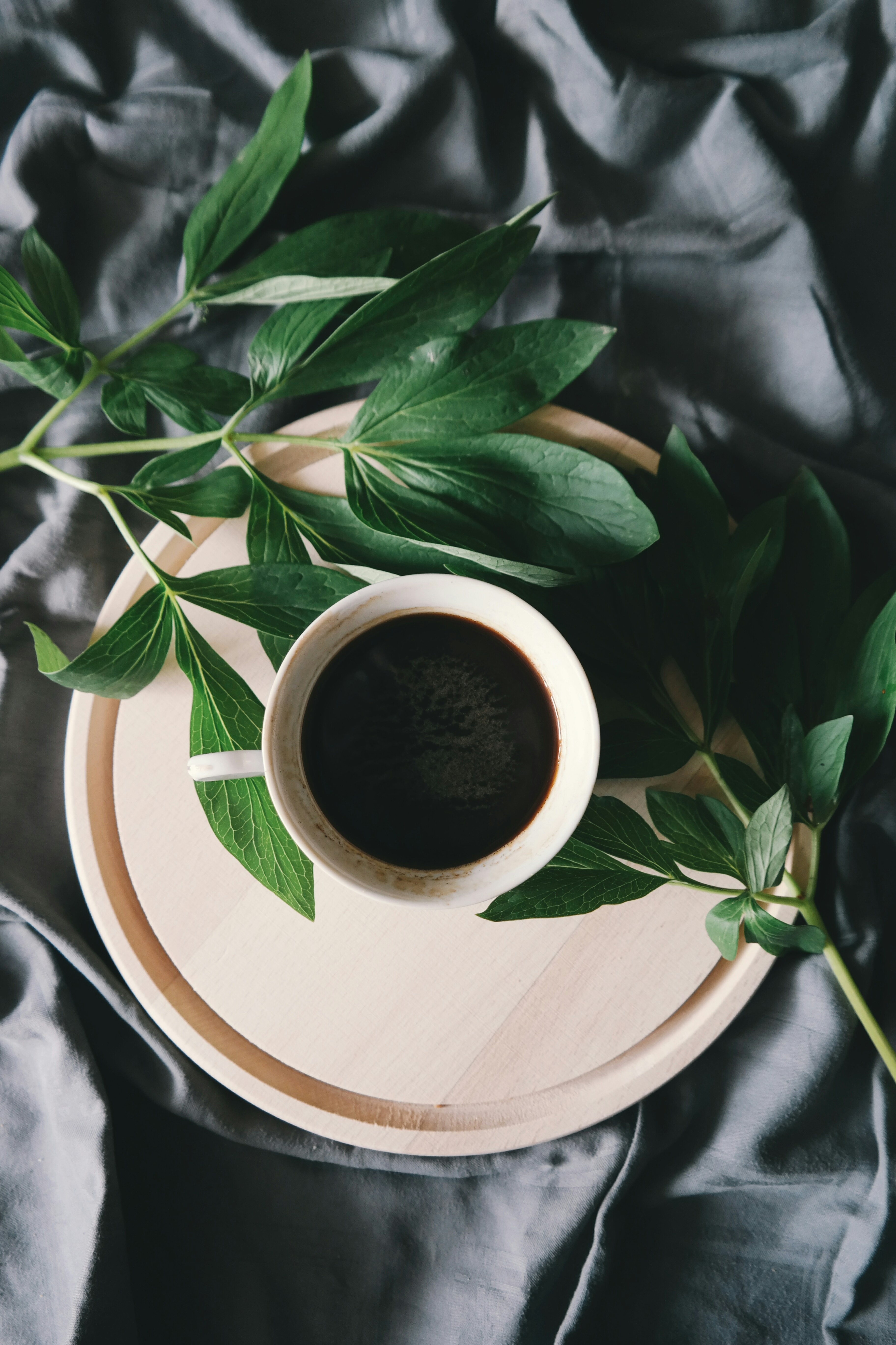 O qu&ecirc;!? D&aacute; para regar plantas com caf&eacute;?
