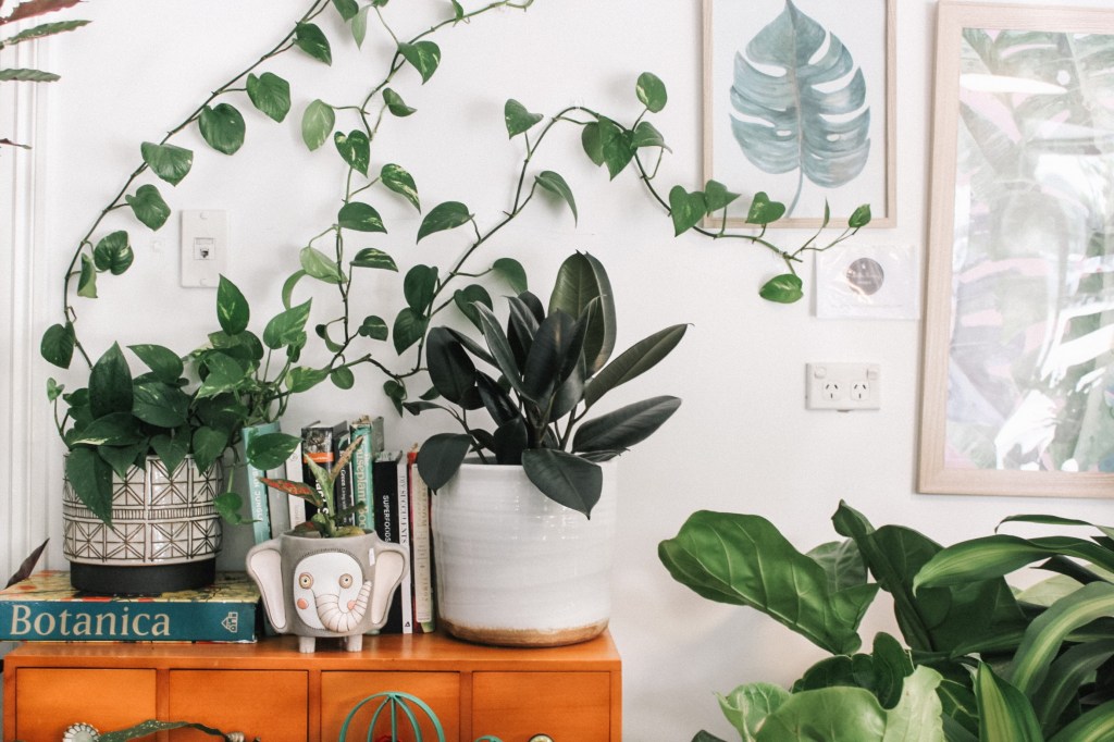 5-plantas-em-alta-compor-jardim-prudence-earl-unsplash