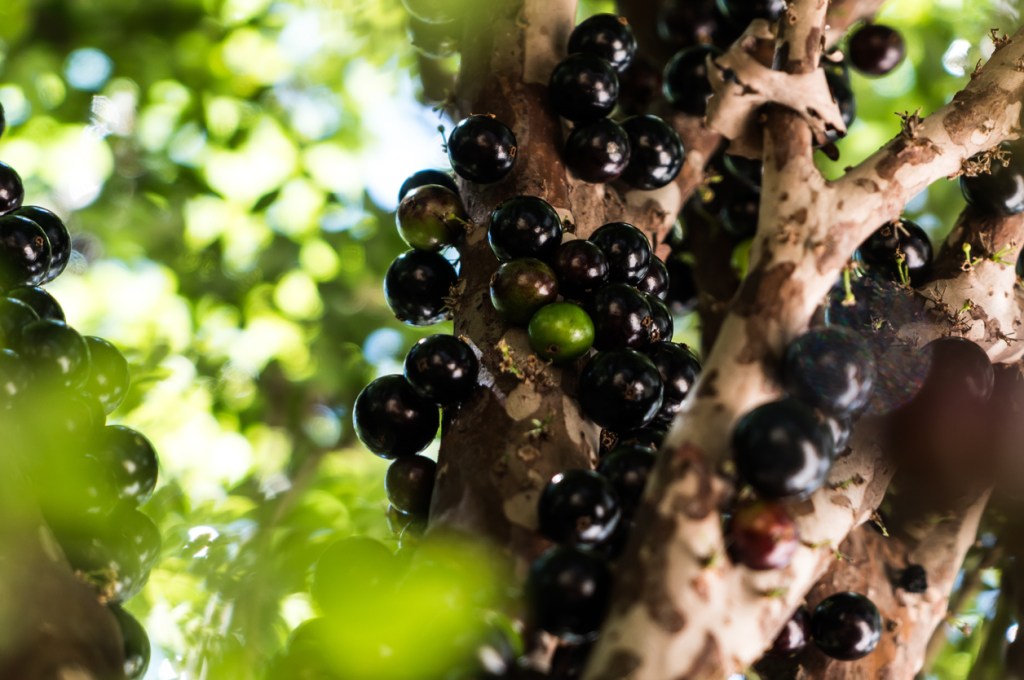 Jaboticaba or Jabuticaba fruit, Brazilian exotic fruit Jaboticaba or Jabuticaba fruit, Brazilian exotic fruit