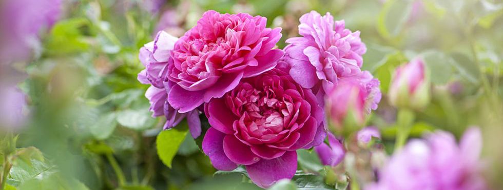 Descubra qual é a flor do seu signo!