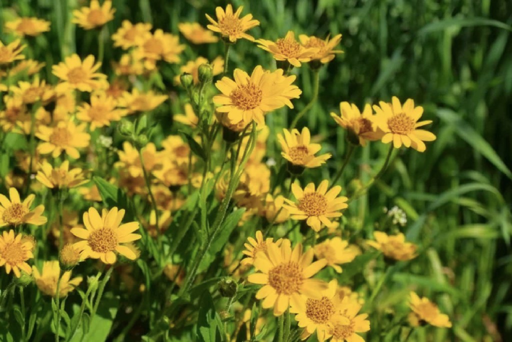 Você-sabe-quais-são-os-benefícios-das-flores-terapêuticas-01