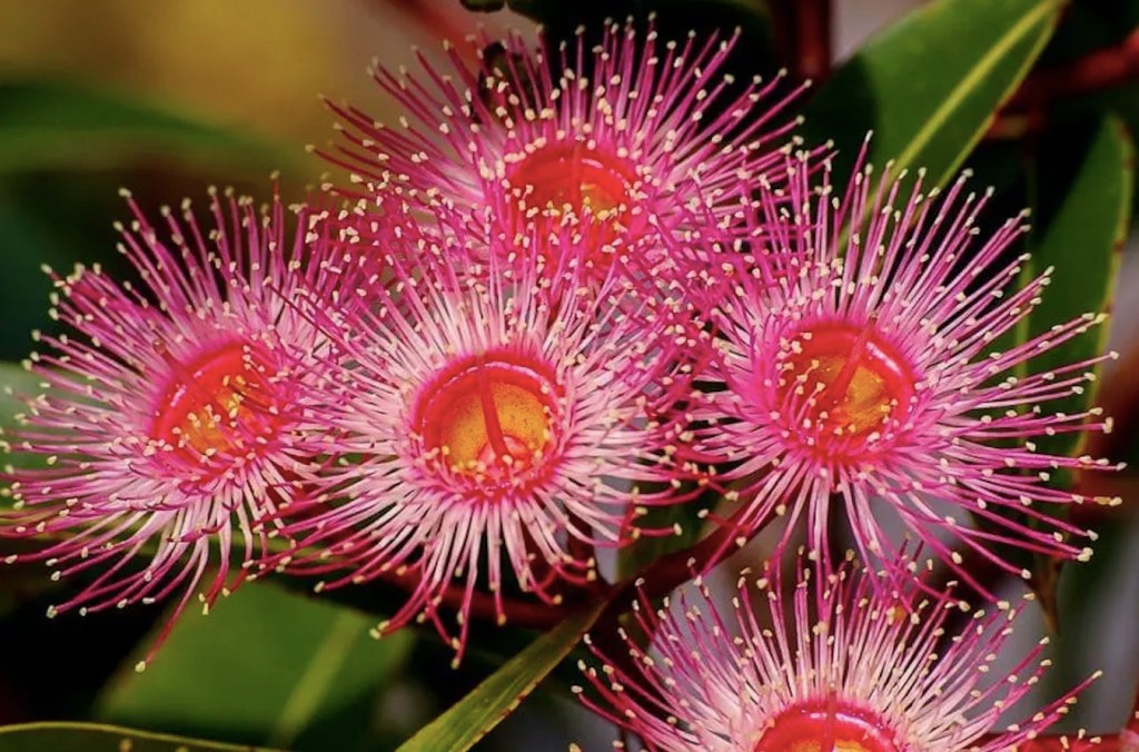 Você-sabe-quais-são-os-benefícios-das-flores-terapêuticas-02