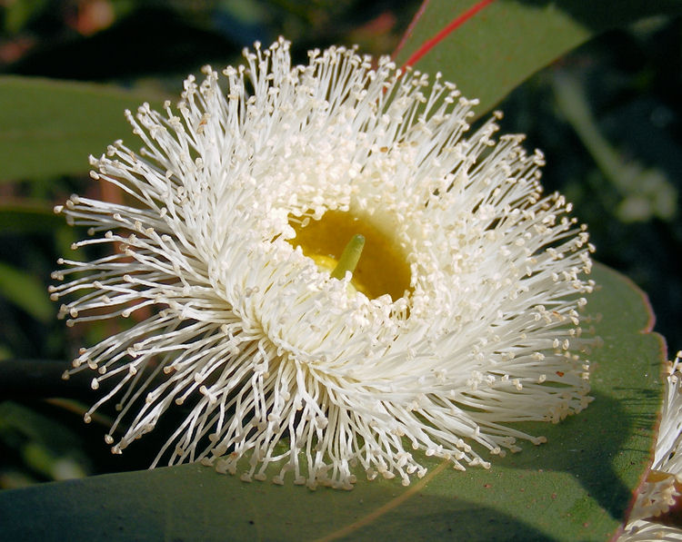 Você-sabe-quais-são-os-benefícios-das-flores-terapêuticas-03