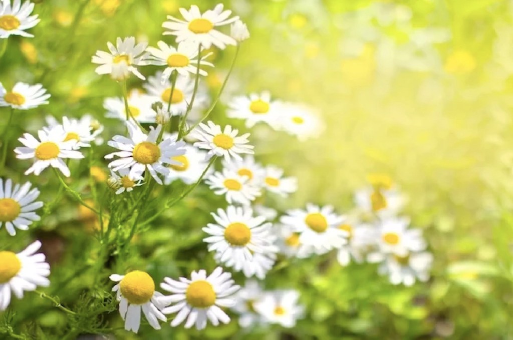 Você-sabe-quais-são-os-benefícios-das-flores-terapêuticas-04