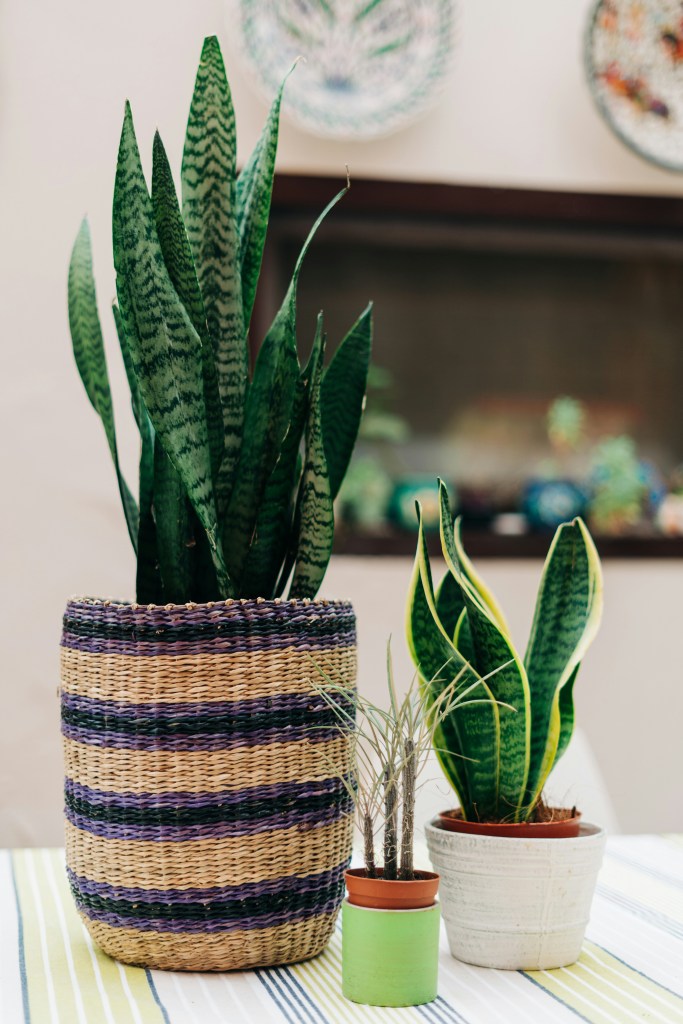 Tudo o que você precisa saber para cultivar espada-de-são-jorge. Na foto, vasos e cachepos.